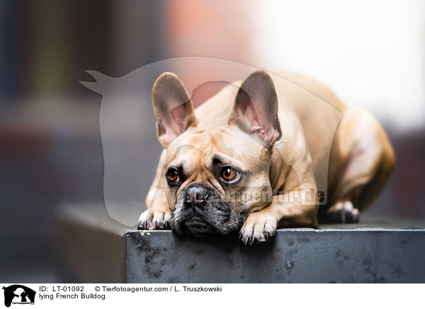 liegende Franzsische Bulldogge / lying French Bulldog / LT-01092