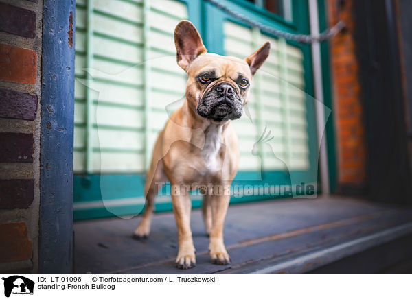 stehende Franzsische Bulldogge / standing French Bulldog / LT-01096