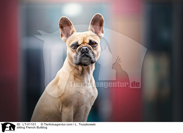 sitzende Franzsische Bulldogge / sitting French Bulldog / LT-01101