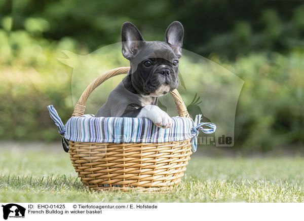 Franzsische Bulldogge im Weidenkorb / French Bulldog in wicker basket / EHO-01425