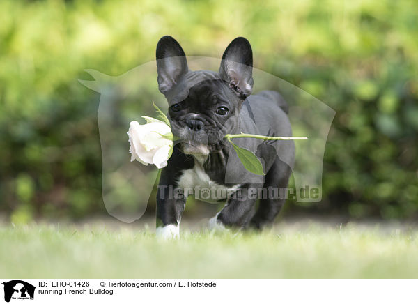 rennende Franzsische Bulldogge / running French Bulldog / EHO-01426