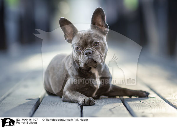 French Bulldog / French Bulldog / MAH-01107