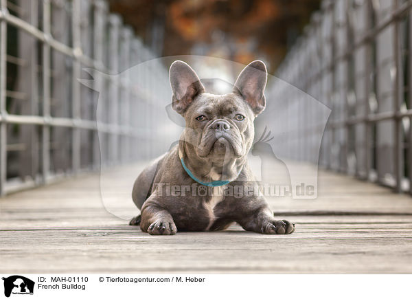 French Bulldog / French Bulldog / MAH-01110