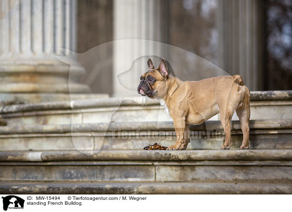 stehende Franzsische Bulldogge / standing French Bulldog / MW-15494