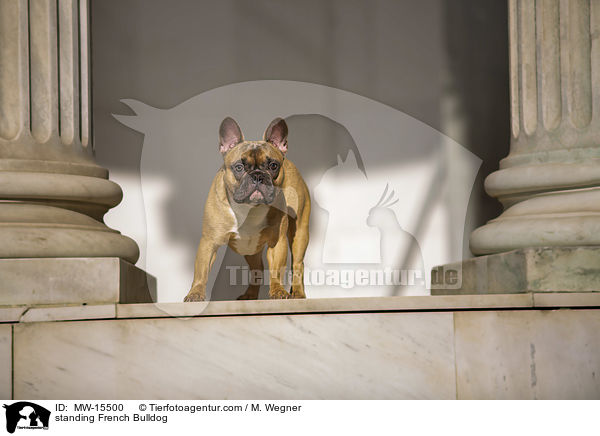 stehende Franzsische Bulldogge / standing French Bulldog / MW-15500