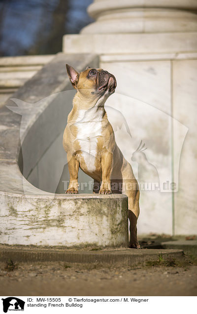 stehende Franzsische Bulldogge / standing French Bulldog / MW-15505