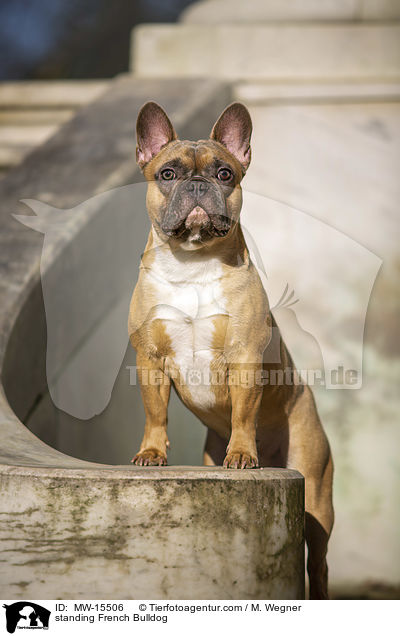 stehende Franzsische Bulldogge / standing French Bulldog / MW-15506