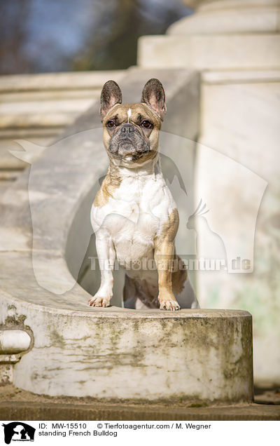 stehende Franzsische Bulldogge / standing French Bulldog / MW-15510