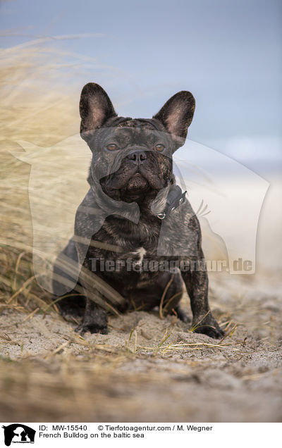Franzsische Bulldogge an der Ostsee / French Bulldog on the baltic sea / MW-15540