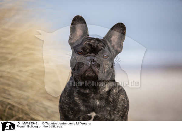 Franzsische Bulldogge an der Ostsee / French Bulldog on the baltic sea / MW-15542