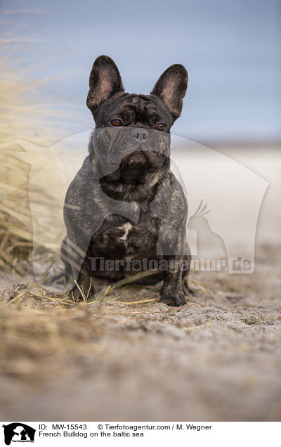 Franzsische Bulldogge an der Ostsee / French Bulldog on the baltic sea / MW-15543