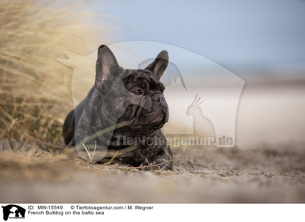 Franzsische Bulldogge an der Ostsee / French Bulldog on the baltic sea / MW-15549