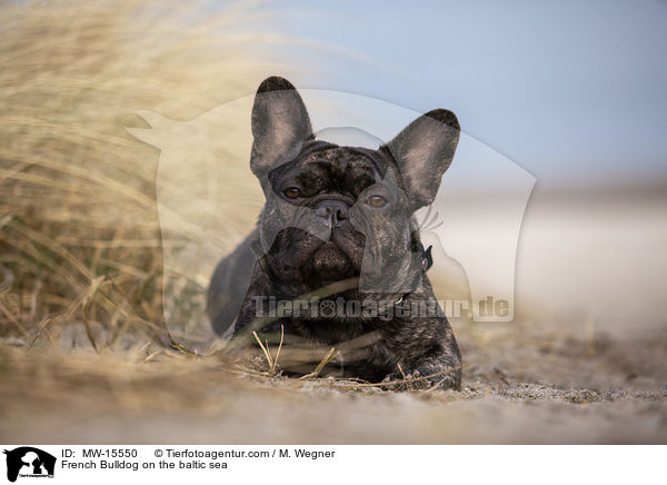 Franzsische Bulldogge an der Ostsee / French Bulldog on the baltic sea / MW-15550