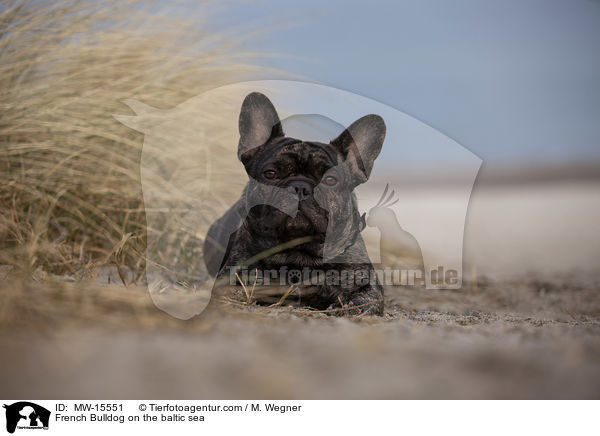 Franzsische Bulldogge an der Ostsee / French Bulldog on the baltic sea / MW-15551