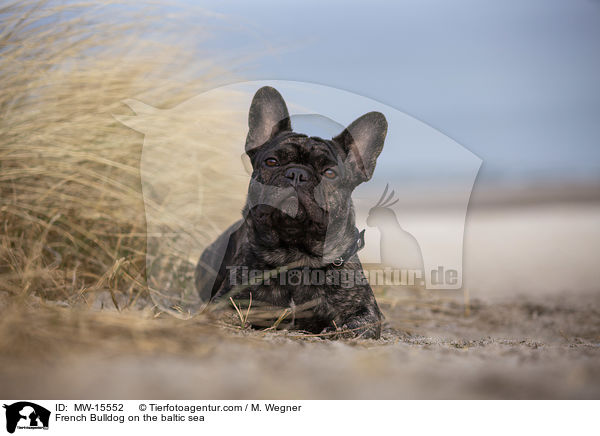 Franzsische Bulldogge an der Ostsee / French Bulldog on the baltic sea / MW-15552