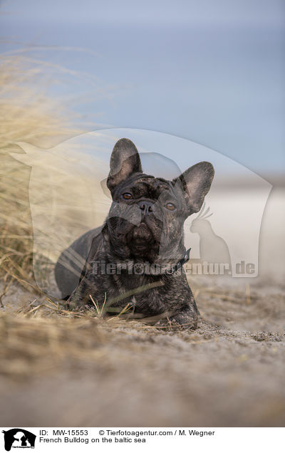 Franzsische Bulldogge an der Ostsee / French Bulldog on the baltic sea / MW-15553