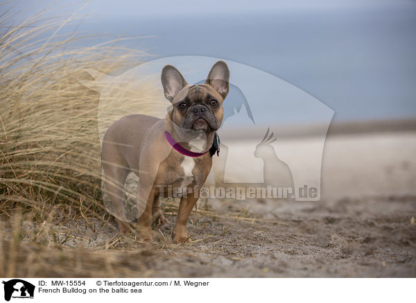 Franzsische Bulldogge an der Ostsee / French Bulldog on the baltic sea / MW-15554