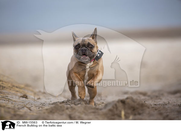 Franzsische Bulldogge an der Ostsee / French Bulldog on the baltic sea / MW-15563