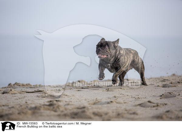 Franzsische Bulldogge an der Ostsee / French Bulldog on the baltic sea / MW-15583