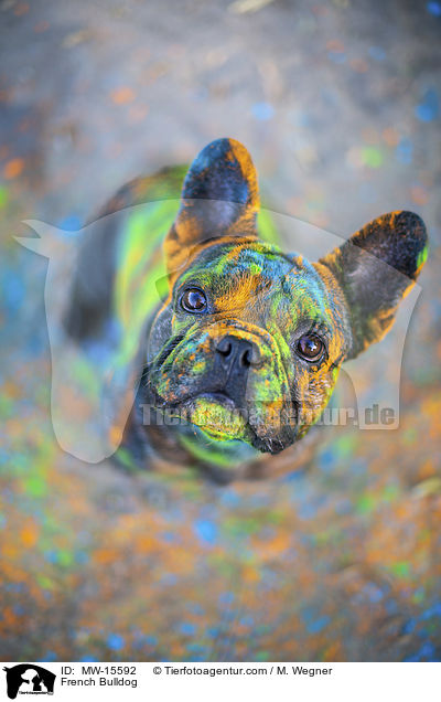 Franzsische Bulldogge / French Bulldog / MW-15592