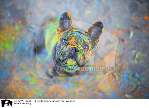 Franzsische Bulldogge / French Bulldog / MW-15593