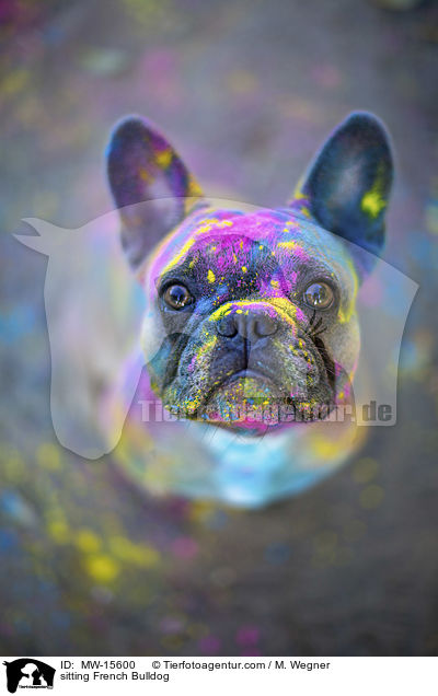 sitzende Franzsische Bulldogge / sitting French Bulldog / MW-15600