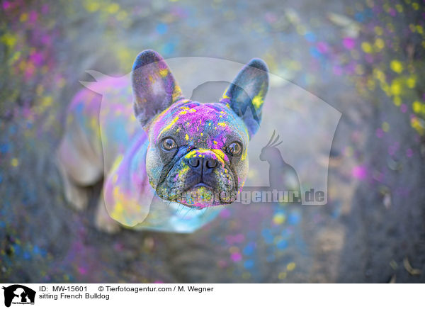 sitzende Franzsische Bulldogge / sitting French Bulldog / MW-15601