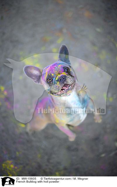 Franzsische Bulldogge mit Holi Pulver / French Bulldog with holi powder / MW-15605