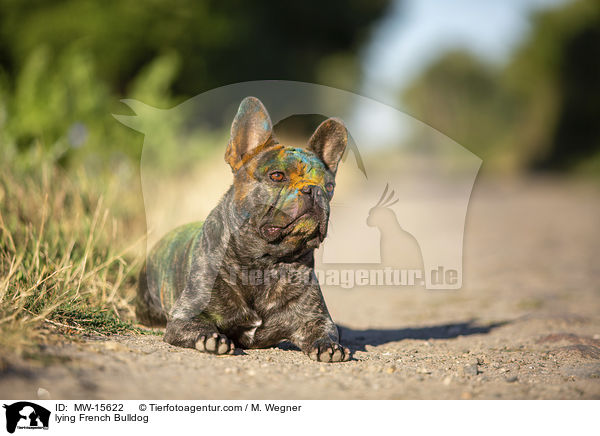 lying French Bulldog / MW-15622
