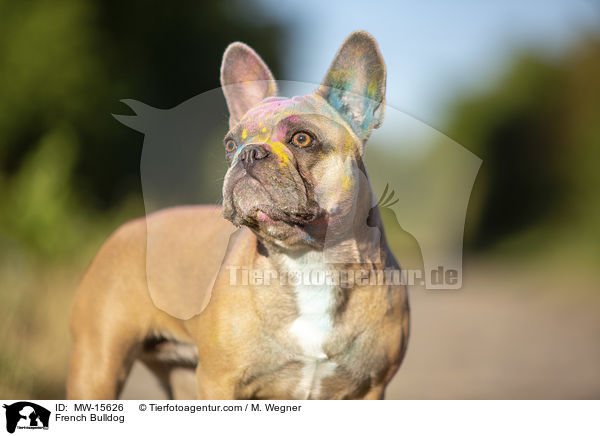 Franzsische Bulldogge / French Bulldog / MW-15626