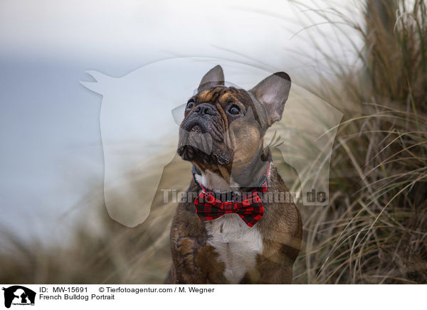 Franzsische Bulldogge Portrait / French Bulldog Portrait / MW-15691
