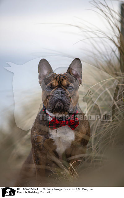 Franzsische Bulldogge Portrait / French Bulldog Portrait / MW-15694