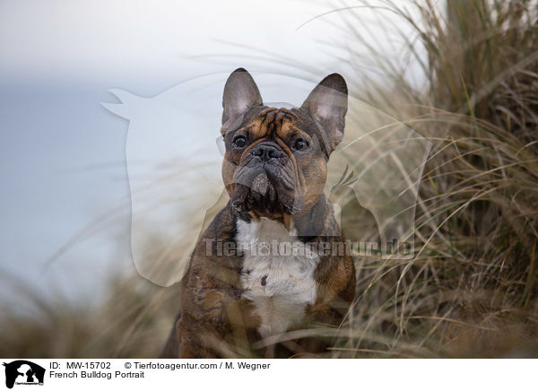 Franzsische Bulldogge Portrait / French Bulldog Portrait / MW-15702