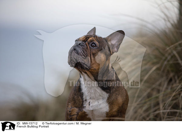 Franzsische Bulldogge Portrait / French Bulldog Portrait / MW-15712