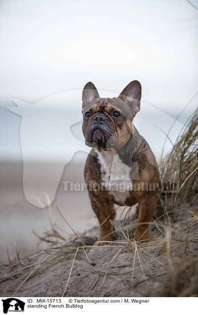 stehende Franzsische Bulldogge / standing French Bulldog / MW-15713