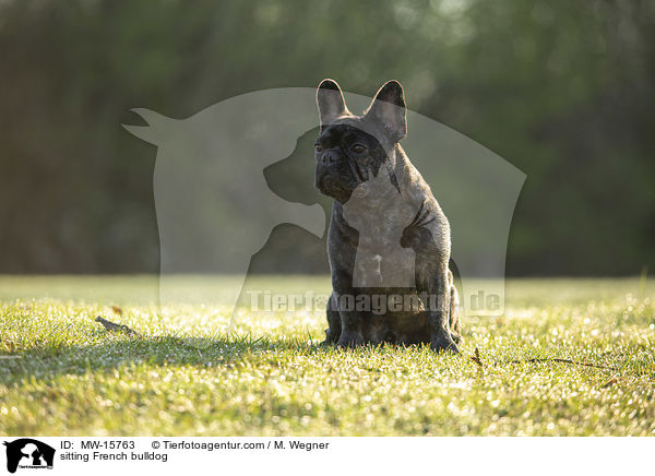 sitzende Franzsische Bulldogge / sitting French bulldog / MW-15763