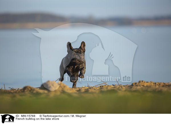 Franzsische Bulldogge am Seeufer / French bulldog on the lake shore / MW-15768