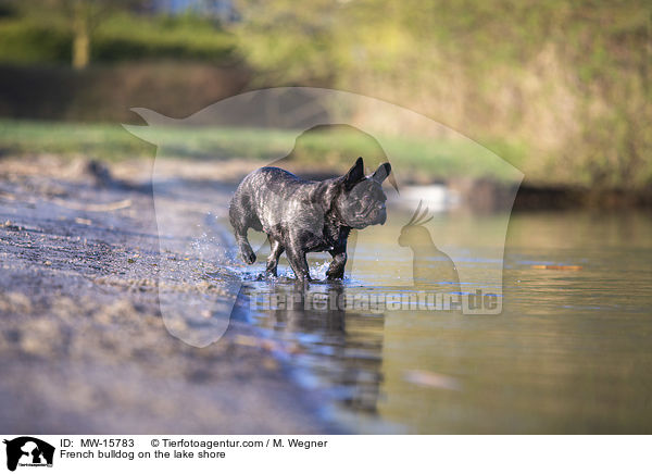 French bulldog on the lake shore / MW-15783