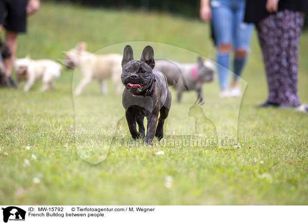 French Bulldog between people / MW-15792
