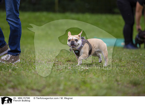 Franzsische Bulldogge / French Bulldog / MW-15796