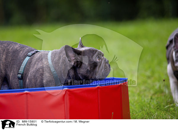 Franzsische Bulldogge / French Bulldog / MW-15801