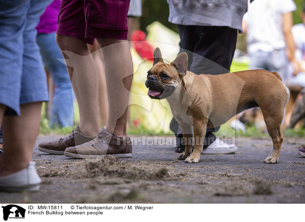 Franzsische Bulldogge zwischen Menschen / French Bulldog between people / MW-15811