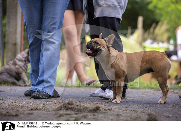Franzsische Bulldogge zwischen Menschen / French Bulldog between people / MW-15812