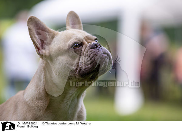 Franzsische Bulldogge / French Bulldog / MW-15821