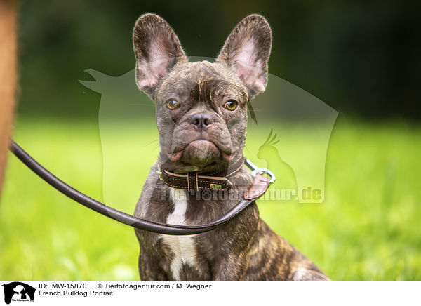 Franzsische Bulldogge Portrait / French Bulldog Portrait / MW-15870