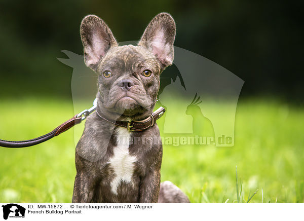Franzsische Bulldogge Portrait / French Bulldog Portrait / MW-15872