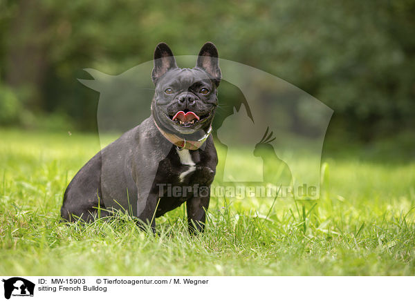 sitting French Bulldog / MW-15903