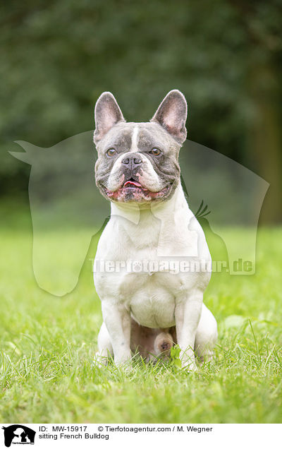 sitting French Bulldog / MW-15917