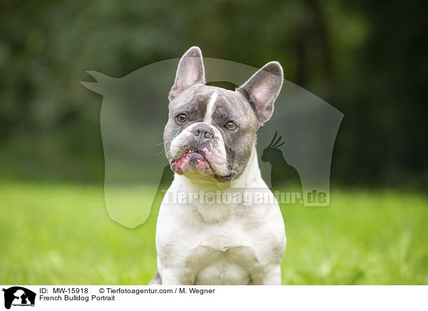 French Bulldog Portrait / MW-15918