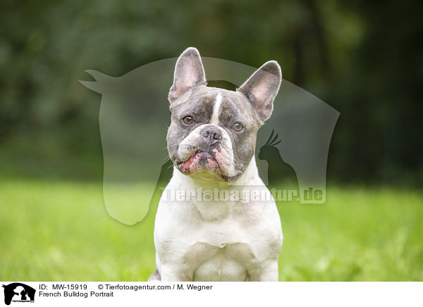 French Bulldog Portrait / MW-15919